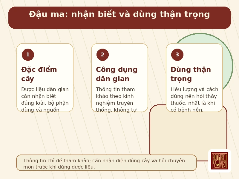 Infographic dau-ma: công dụng và cách dùng thận trọng