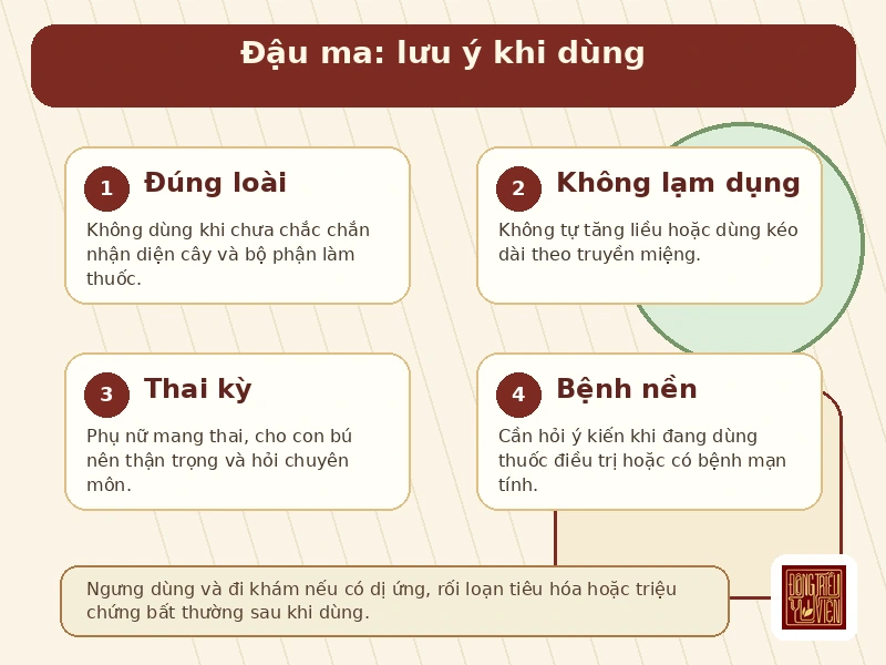 Infographic đậu ma: lưu ý an toàn khi sử dụng