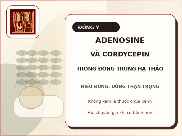 Adenosine và Cordycepin trong đông trùng hạ thảo: công dụng và lưu ý