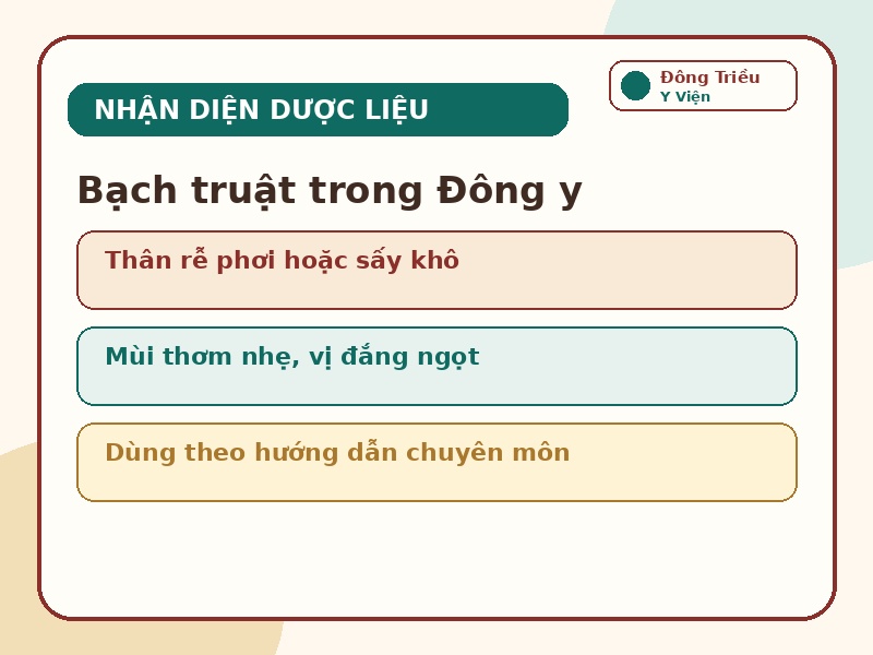 Infographic nhận diện dược liệu Bạch truật