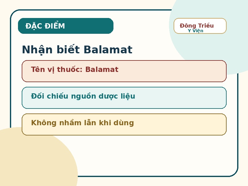 Infographic đặc điểm nhận biết vị thuốc Balamat