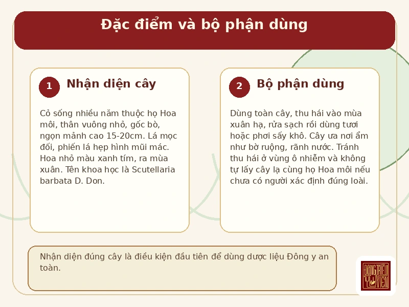 Infographic Bán chi liên: đặc điểm cây và bộ phận dùng làm thuốc