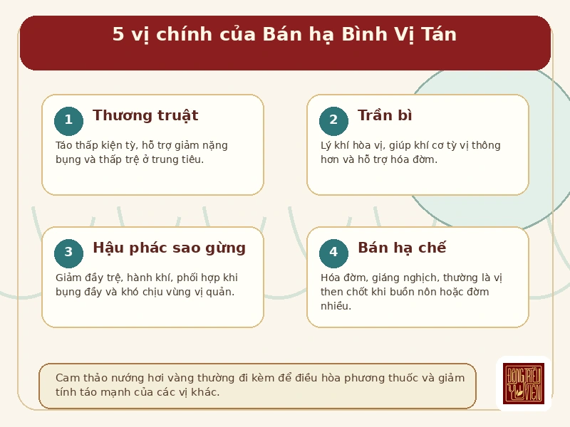 Infographic thành phần chính của Bán hạ Bình Vị Tán