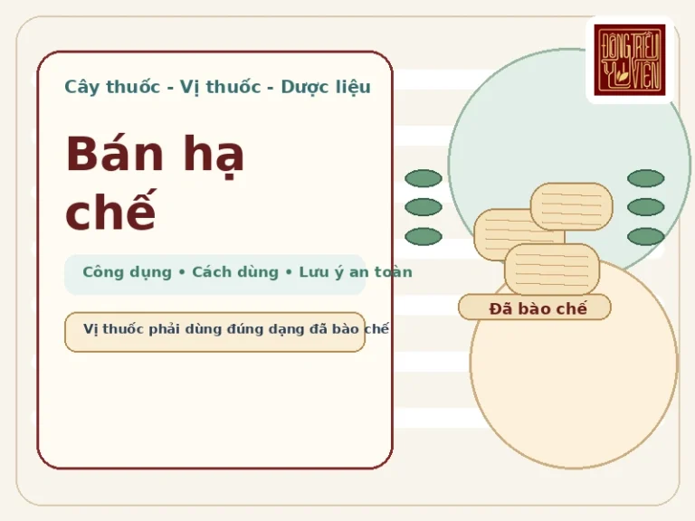 Bán hạ chế: công dụng, cách dùng và lưu ý an toàn