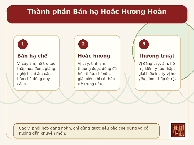 Infographic Bán hạ Hoắc Hương Hoàn: thành phần