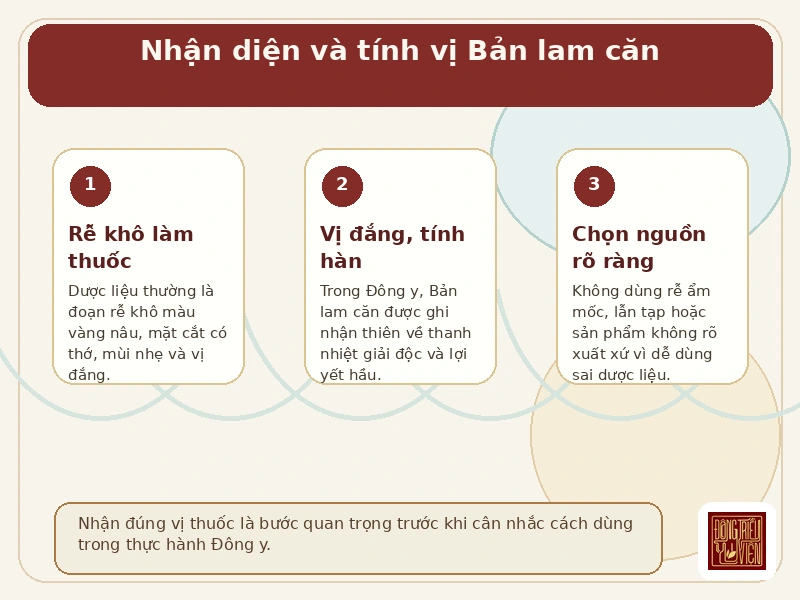 Infographic nhận diện và tính vị của Bản lam căn