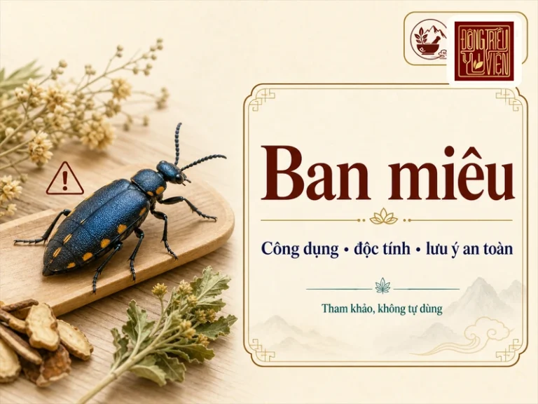 Ban miêu: công dụng, độc tính và lưu ý an toàn khi dùng - Đông Triều Y Viện