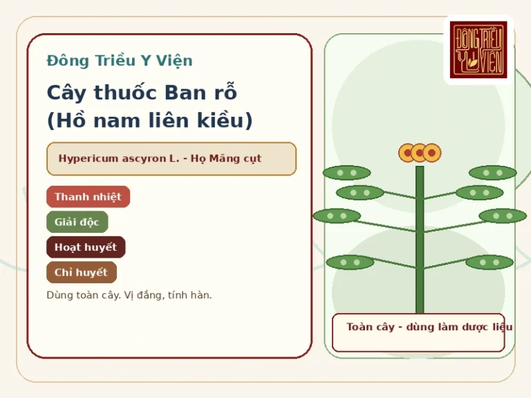 Ảnh đại diện Ban rỗ: cây thuốc thanh nhiệt giải độc hoạt huyết chỉ huyết