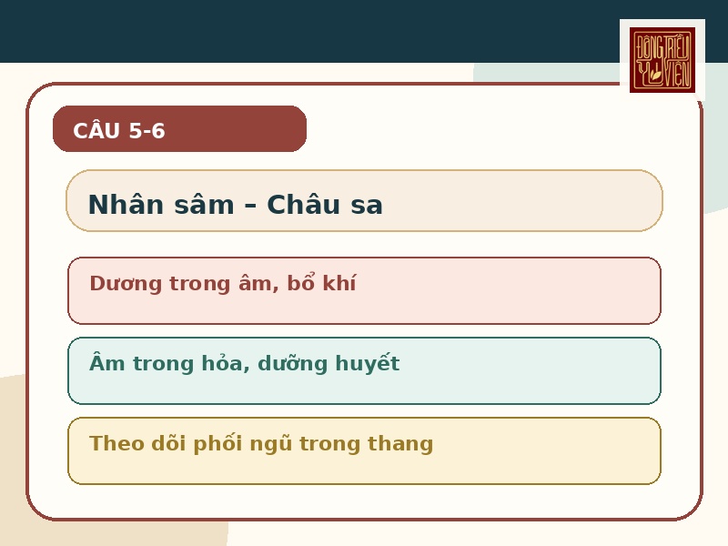 Infographic Nhân sâm và Châu sa theo Bản thảo vấn đáp câu 5-8