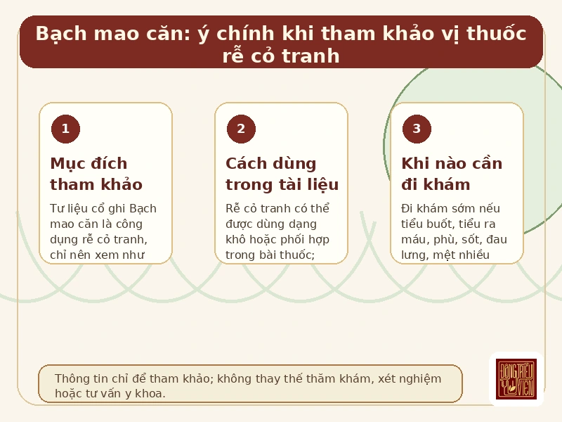Infographic Bạch mao căn: ý chính khi tham khảo