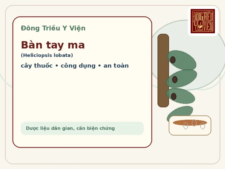 Ảnh đại diện Bàn tay ma: minh họa cây thuốc Heliciopsis lobata với lá xẻ thùy đặc trưng, rễ phơi khô và chén sắc thuốc Đông y