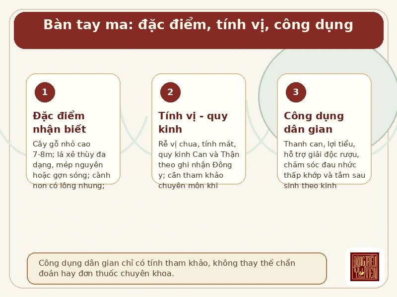 Infographic Bàn tay ma: đặc điểm nhận biết, tính vị quy kinh và công dụng dân gian