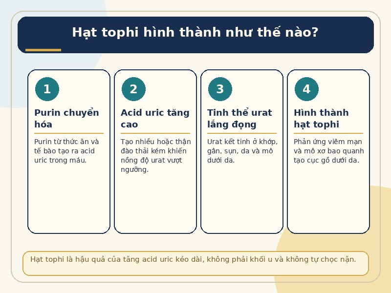 Infographic 4 bước hình thành hạt tophi từ acid uric trong bệnh gút